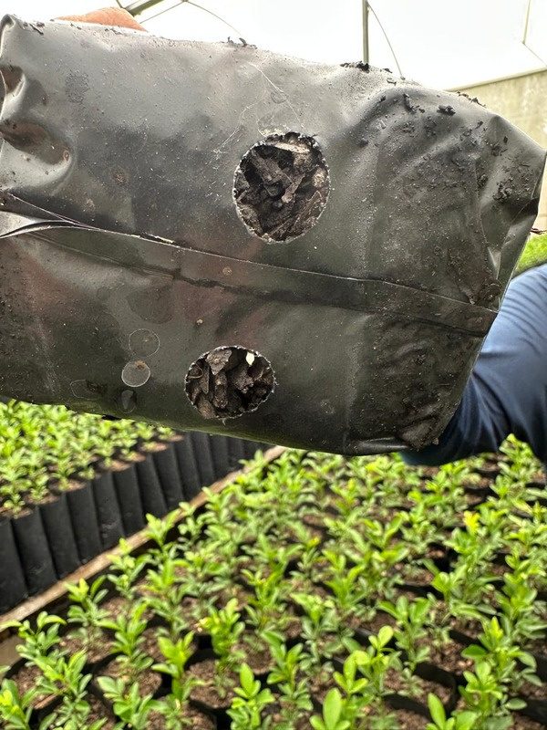 Mudas de citrus produzidas em substrato profissional MogiMAX